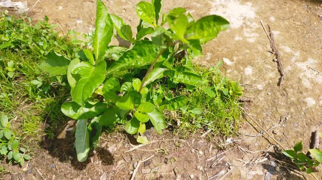 Vile shards. Keji shard is a herbal plant for diabetes and kidney stones. The scientific name of the vile shard is Strobilanthes Crispa.
