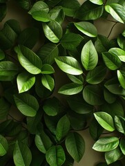 Obraz premium Lush green leaves against a neutral backdrop. Vibrant tropical foliage.