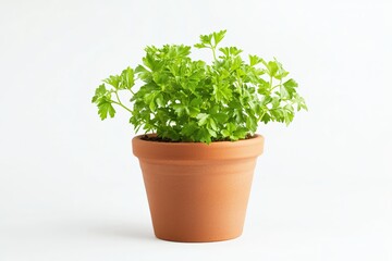 Fresh Flat Leaf Parsley Herb Growing in a Terracotta Pot Against a Clean White Background
