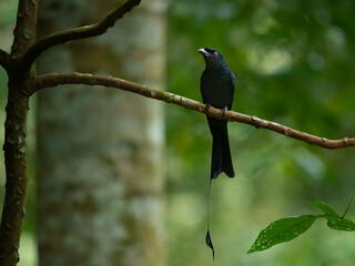 Greater racket-tailed drongo (Dicrurus paradiseus) perching on mossy branch, spotted in Dairy Farm Nature Park Singapore