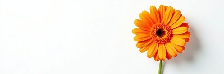 Single orange gerbera flower on a white background, nature, bloom, details