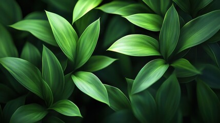 Fototapeta premium Closeup of lush tropical green leaves against dark background, tropical, green