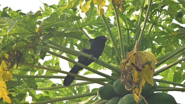 Asian koel or Eudynamys scolopaceus. It &nbsp;is a member of the&nbsp;cuckoo&nbsp;family&nbsp;of&nbsp;birds, the&nbsp;Cuculidae. It is found in the&nbsp;Indian Subcontinent and Southeast Asia. Male Asian koel sitting on papaya tree. 