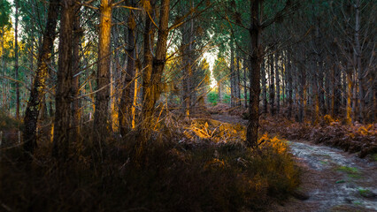 Obraz premium Forêt des Landes de Gascogne, en fin de soirée