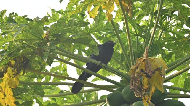 Asian koel or Eudynamys scolopaceus. It &nbsp;is a member of the&nbsp;cuckoo&nbsp;family&nbsp;of&nbsp;birds, the&nbsp;Cuculidae. It is found in the&nbsp;Indian Subcontinent and Southeast Asia. Male Asian koel sitting on papaya tree. 