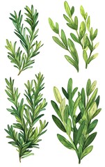 Fototapeta premium Illustrate rosemary sprigs with detailed leaves in a vibrant green color, isolated on white