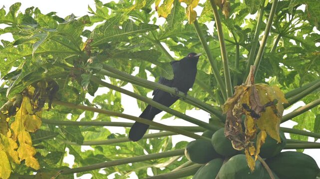 Asian koel or Eudynamys scolopaceus. It &nbsp;is a member of the&nbsp;cuckoo&nbsp;family&nbsp;of&nbsp;birds, the&nbsp;Cuculidae. It is found in the&nbsp;Indian Subcontinent and Southeast Asia. Male Asian koel sitting on papaya tree. 