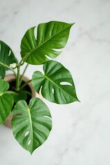 Single Monstera deliciosa plant on a marble table top, natural, marble, monstera