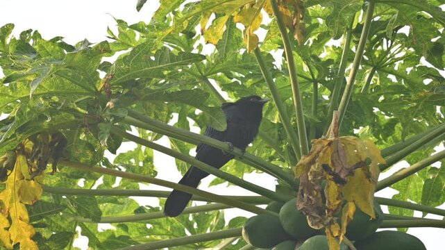 Asian koel or Eudynamys scolopaceus. It &nbsp;is a member of the&nbsp;cuckoo&nbsp;family&nbsp;of&nbsp;birds, the&nbsp;Cuculidae. It is found in the&nbsp;Indian Subcontinent and Southeast Asia. Male Asian koel sitting on papaya tree. 