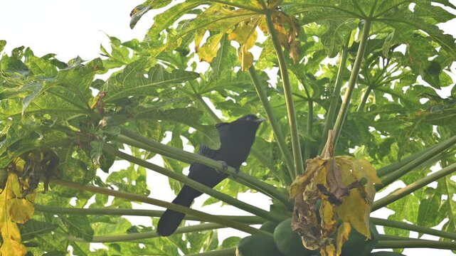 Asian koel or Eudynamys scolopaceus. It &nbsp;is a member of the&nbsp;cuckoo&nbsp;family&nbsp;of&nbsp;birds, the&nbsp;Cuculidae. It is found in the&nbsp;Indian Subcontinent and Southeast Asia. Male Asian koel sitting on papaya tree. 