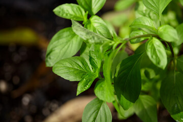 Close-up view of sweet basil tree growth on plant