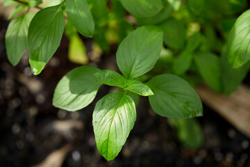 Close-up view of sweet basil tree growth on plant