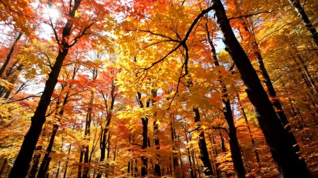 Autumn trees glowing with vibrant foliage in forest landscape. Seasonal concept
