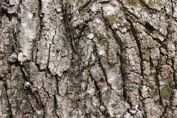 bark of a tree