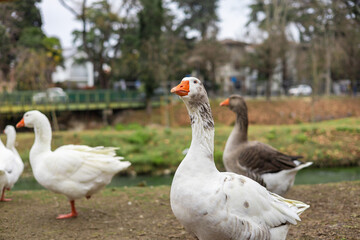 Geese outdoor public park