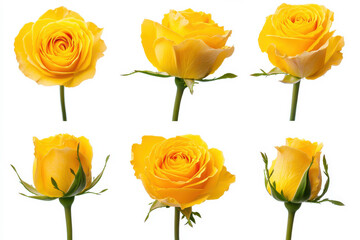 Beautiful collection of yellow roses showcasing various stages of bloom. isolated on white background.