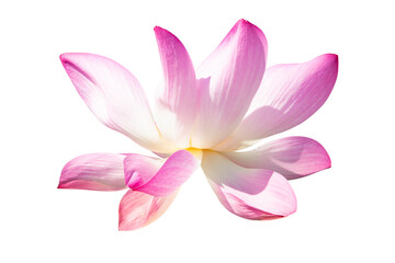 Pink Lotus Isolated On White Background.