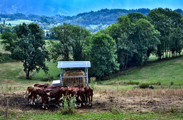 Novalaise, France - july 29th 2023 : Focus on a group of cow eating hay in a field.