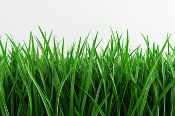 Fototapeta premium Vibrant green grass against a plain white background, showcasing nature's beauty.