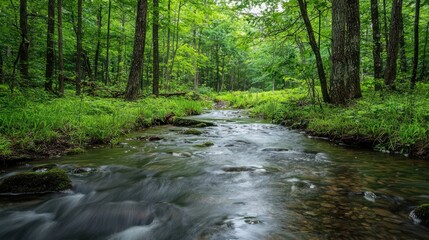 Obraz premium Serene Forest Stream: A Tranquil Escape into Nature's Embrace