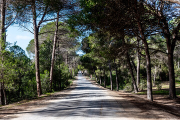 A Beautiful view of a forest in the north of tunisia