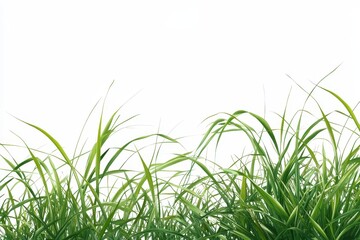 Lush green grass border, isolated, nature backdrop, design element