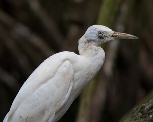 Great Egret (Ardea alba) in mangrove forest at Laguna Gri-Gri in Northern Domonican Republic, Caribbean.