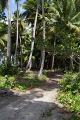 Obraz premium Dirt road through dense forest in the Northern Dominican Republic, Caribbean.