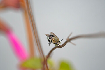 Bee resting on a flower stem