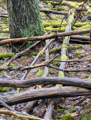 Fallen trees