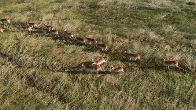Red lechwes Herd Foraging at Okavango Delta, Botswana