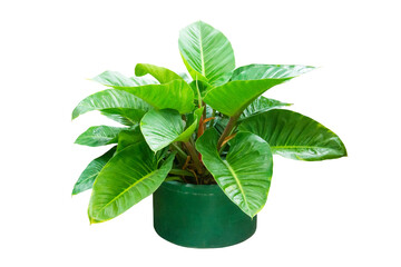 Philodendron In Green Pot Isolated On White Background.