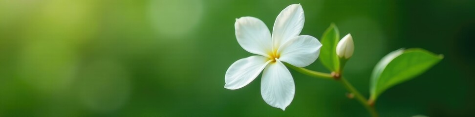 Fototapeta premium Single white jasmine-like flower with delicate petals on a stem, blossom details, fragrant flowers
