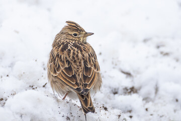 Eurasian Skylark Alauda arvensis on snow in Putgarten, Insel Rügen, Germany