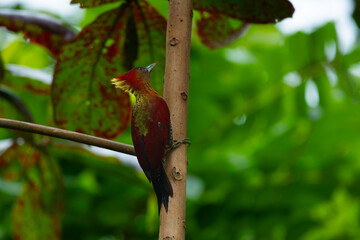 Banded woodpecker (Chrysophlegma miniaceum) hanging vertically on a tree trunk, searching for insects, found in Singapore Quarry, natural background
