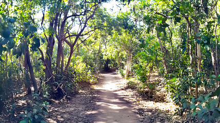 Fototapeta premium A pathway through a dense forest, with sunlight filtering through the trees, symbolizing the journey toward clarity