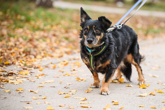 Rescued dog from a street during his regular walk, dog is placed in new foster home where it has regular food, full medical care and regular trainings