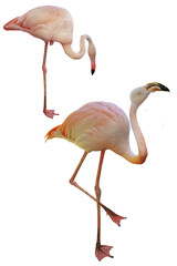 flamingo, bird, pink flamingo, wildlife