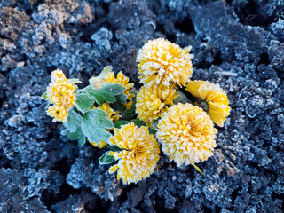 Small yellow blooming chrysanthemum flowers covered white frost close-up. A blossoming flower with...