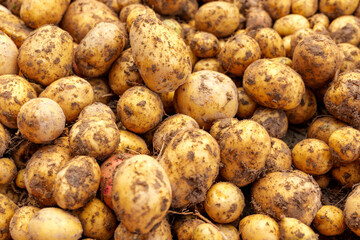 Potato harvest close up top view. Fresh organic potatoes on soil. Organic vegetables background
