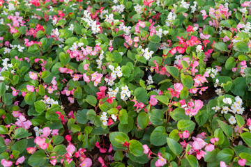 Begonia flower (Begonia semperflorens) blooming.