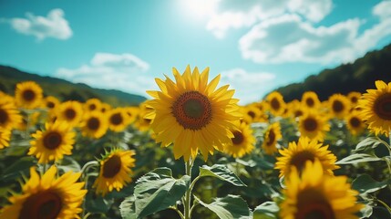 Fototapeta premium A lush field of sunflowers stretching out to the horizon under a bright blue sky, with a few scattered clouds a gentle breeze swaying the flowers. The sun casts long shadows, adding depth to scene
