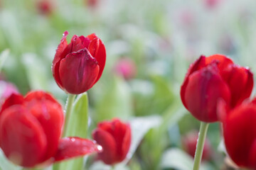 close-up of blooming red tulips. tulip flowers with deep red petals. flower arrangement background