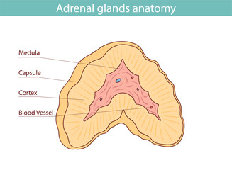 Medical illustration of adrenal glands and kidneys drawn by hand.