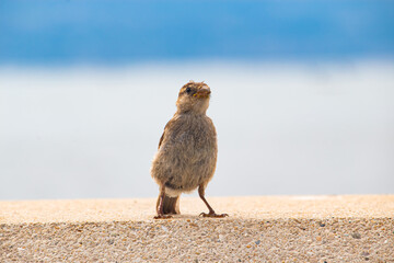 L'observateur 2