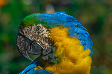 Profil tropical 2 © Morgane