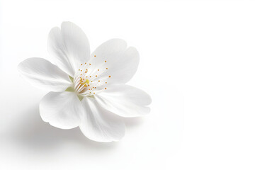 Fototapeta premium A delicate white flower showcasing elegance and beauty against a minimalist background. isolated on white background.