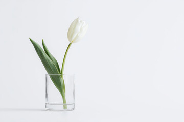 A single white tulip in a glass vase, symbolizing purity and simplicity. isolated on white background.