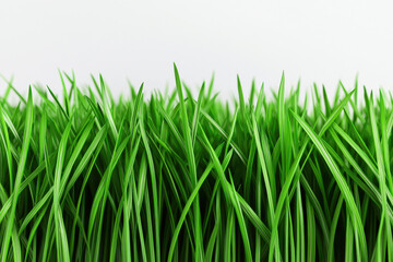 Fototapeta premium Vibrant green grass blades against a clean, white background for fresh nature appeal.
