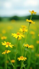 Obraz premium Tall yellow and green wildflowers swaying gently, countryside, wind, field